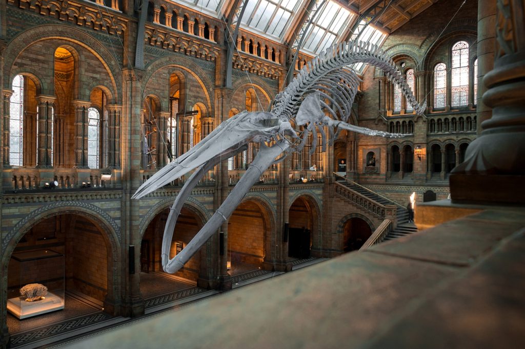 Image d'un squelette de dinosaure dans un musée londonien.